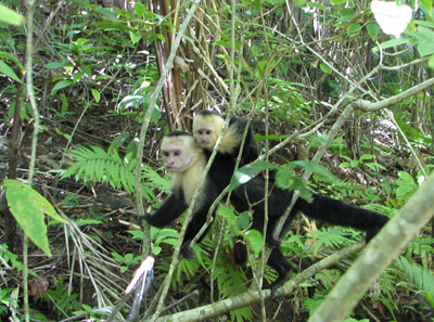 white faced monkeys. Parque Manuel Antonio, Costa Rica