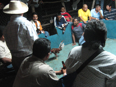 Cock fight spectators. Panama