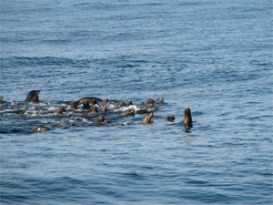 large group of seals offshore